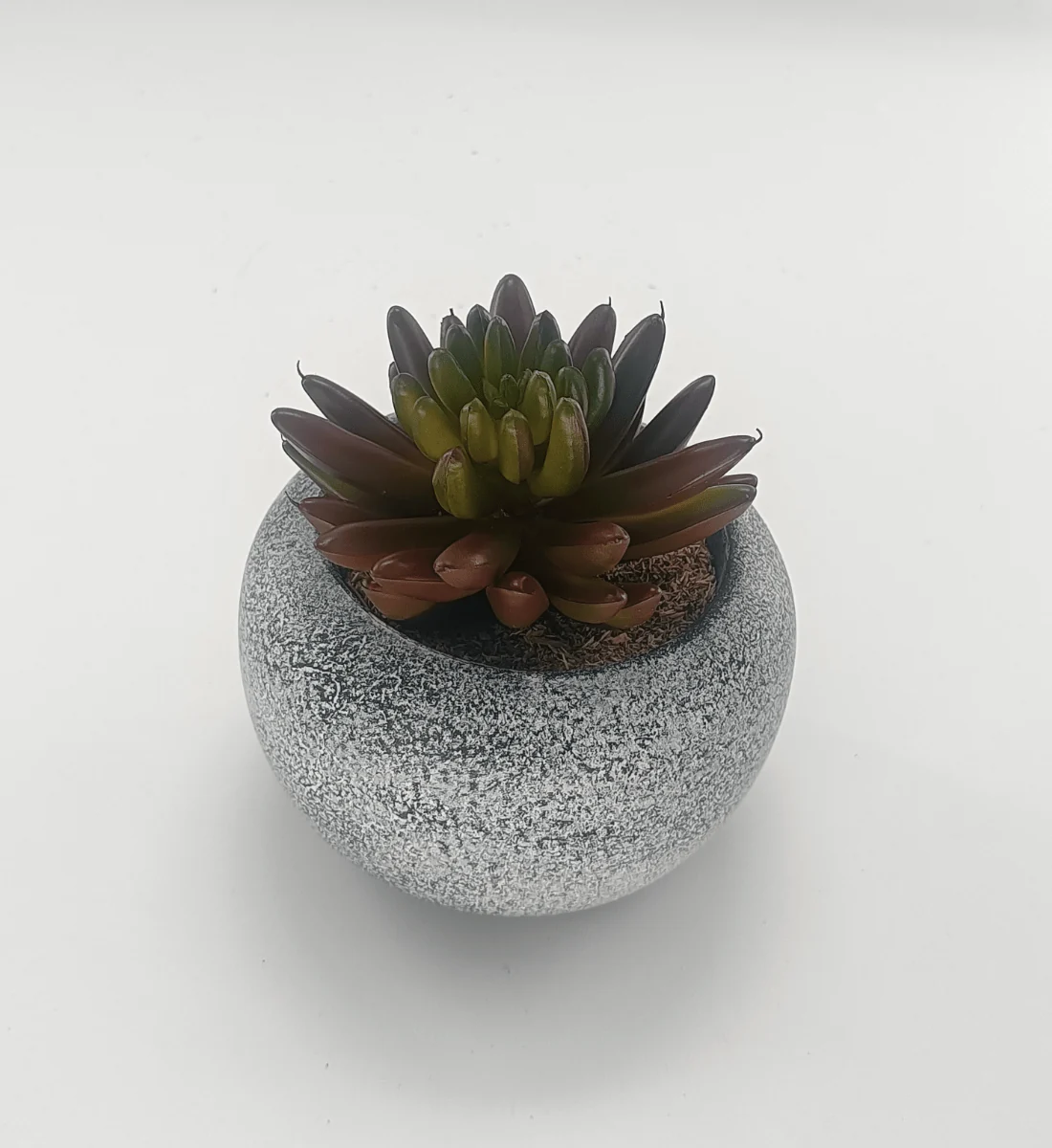 Top-Quality Vintage-Style Succulent 9.5 x 10 cm 3.8 x 4 Specialty
