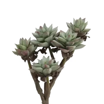 Healthy Faux Succulent Branch Selected