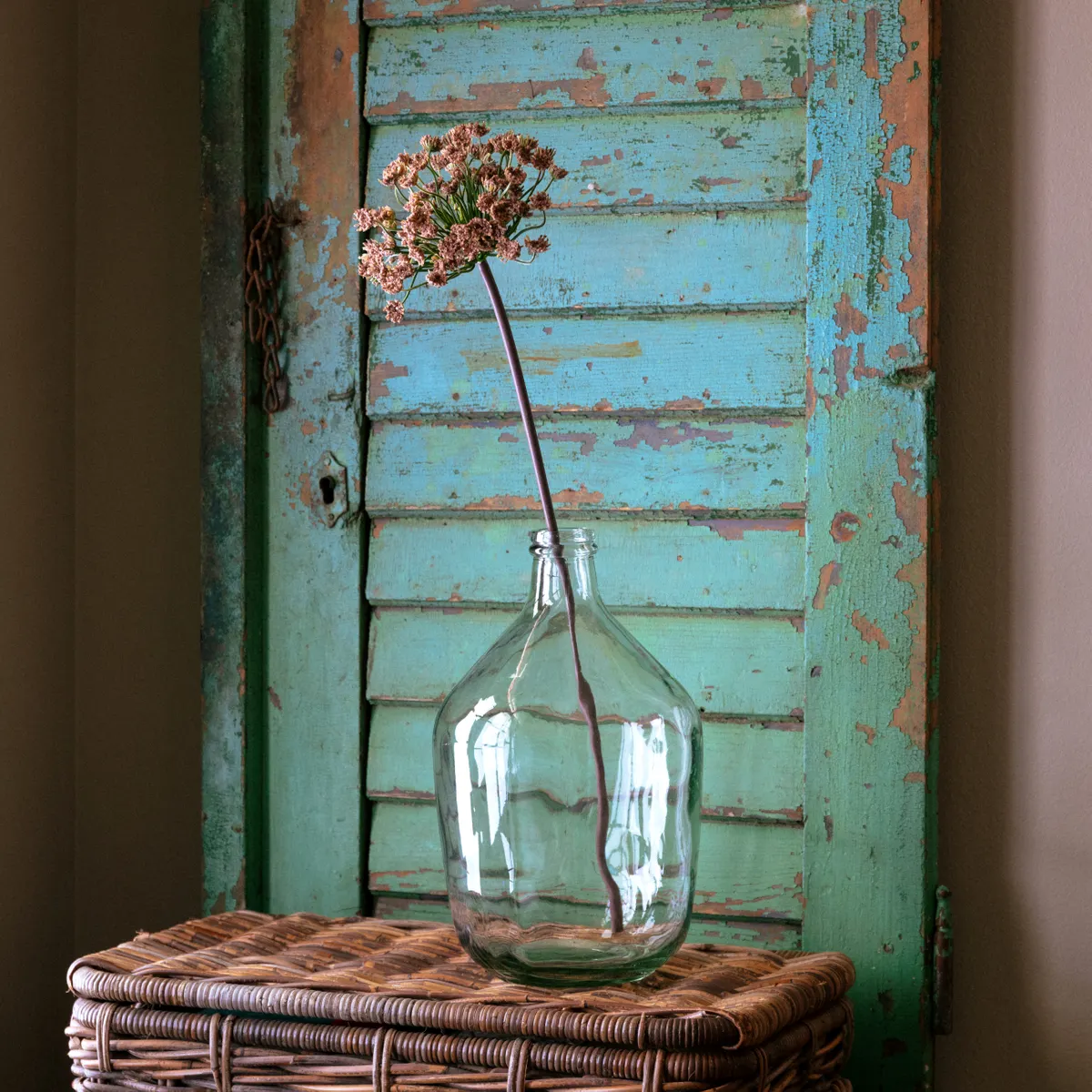 Green Daucus Blush Efficient
