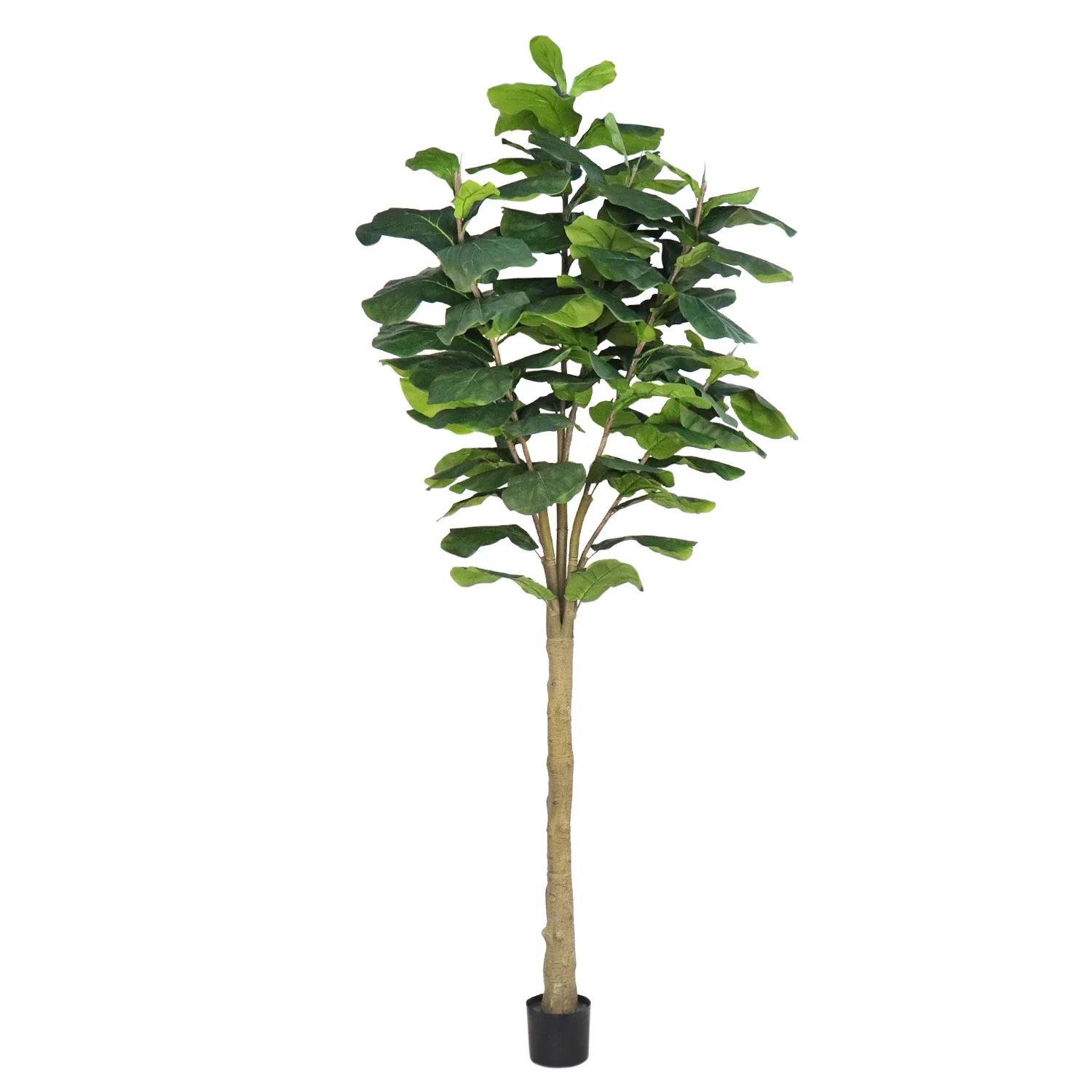 High-End Unpotted Fiddle Tree Big Leaf 10ft – Pack of 2 Original