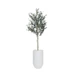 Detailed Potted Olive Tree 6ft in Lodi Round Tall Fiberclay Planter White 24in Medium Genuine