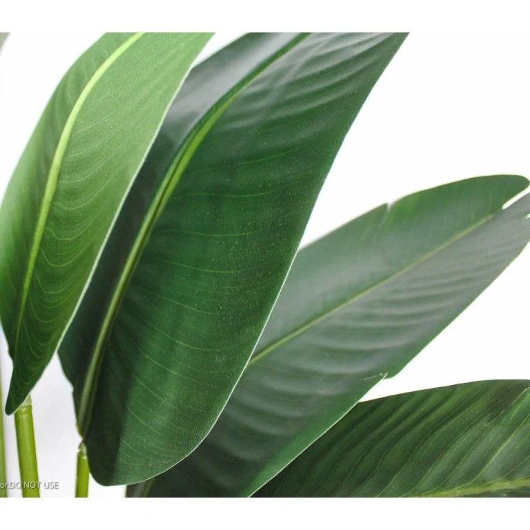 Long-Lasting Potted Palm Travellers 5ft x2 in Enna Curved Rectangle Fiberclay Planter Black 25in Medium Exclusive