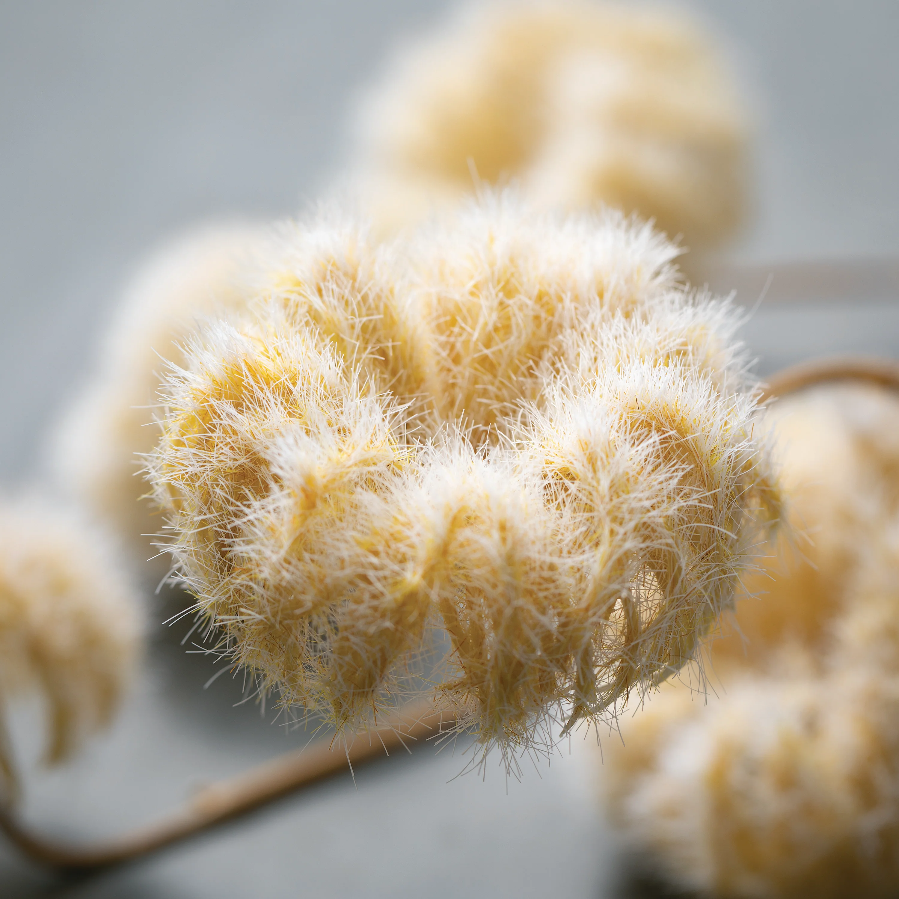 Pure 45 Faux Dried Cream-Colored Pods User-Friendly