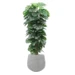 Flexible Potted Monstera Plant with Pole 6ft in Ash Fiberclay Planter Grey 18in Large Contemporary