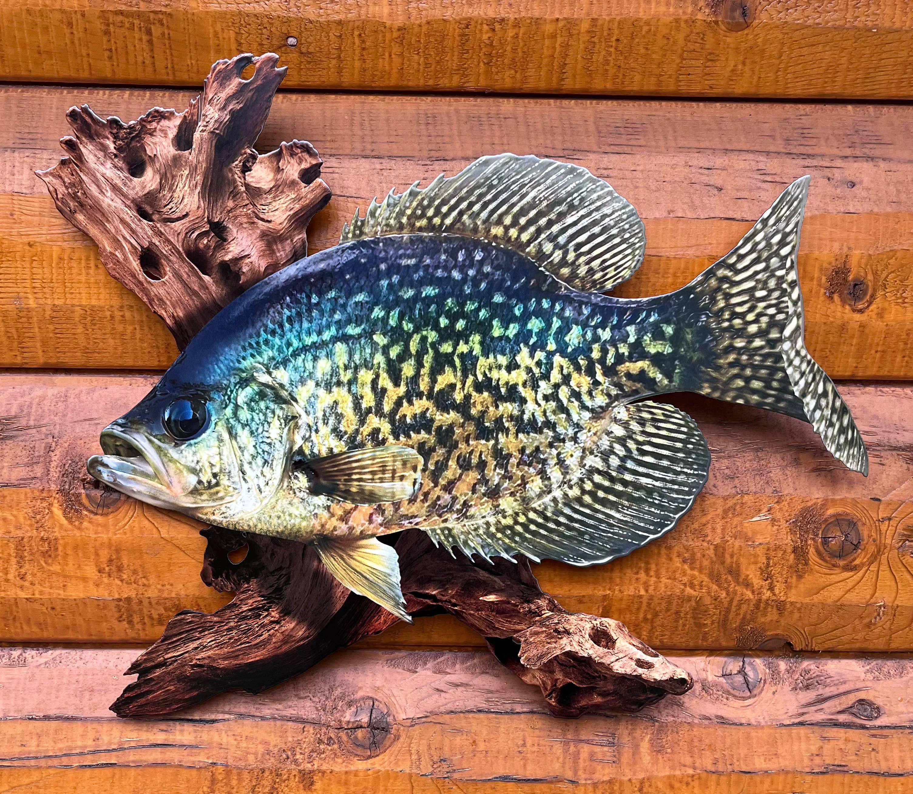 High-Grade 18 Inch Crappie Replica Driftwood Scene 2D Metal Easy-to-Use