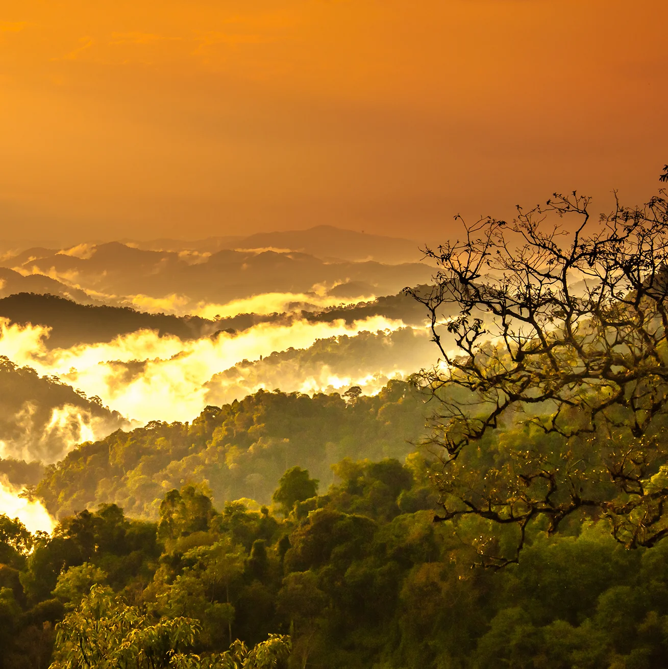 Reliable Grove Co. Protect the Brazilian Rainforest Reusable