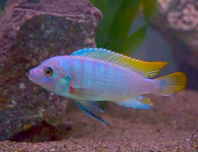 Proven Ice Blue Zebra Cichlid Maylandia greshakei Solid