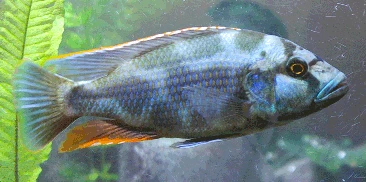 Reusable Livingstoni Cichlid Nimbochromis livingstonii Powerful