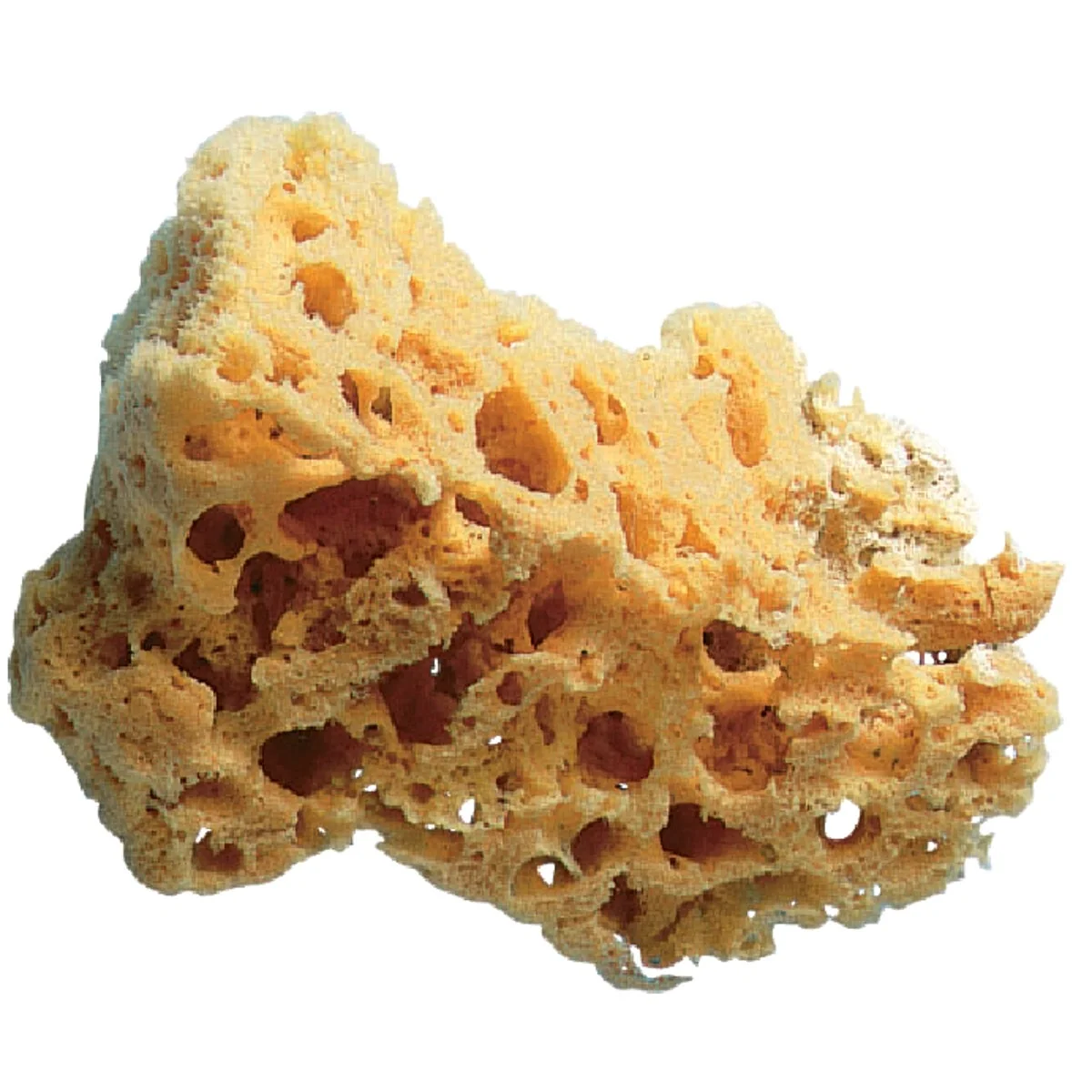 Healthy Trimaco 5 In. to 6 In. Painting Sponge Verified