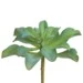 Convenient Kalanchoe Plant 7in Efficient