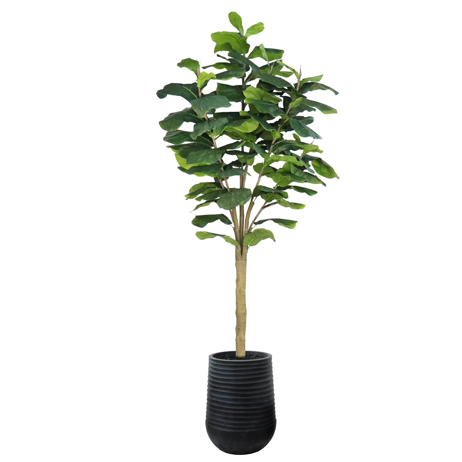 Excellent Unpotted Fiddle Tree Big Leaf 10ft Original Design