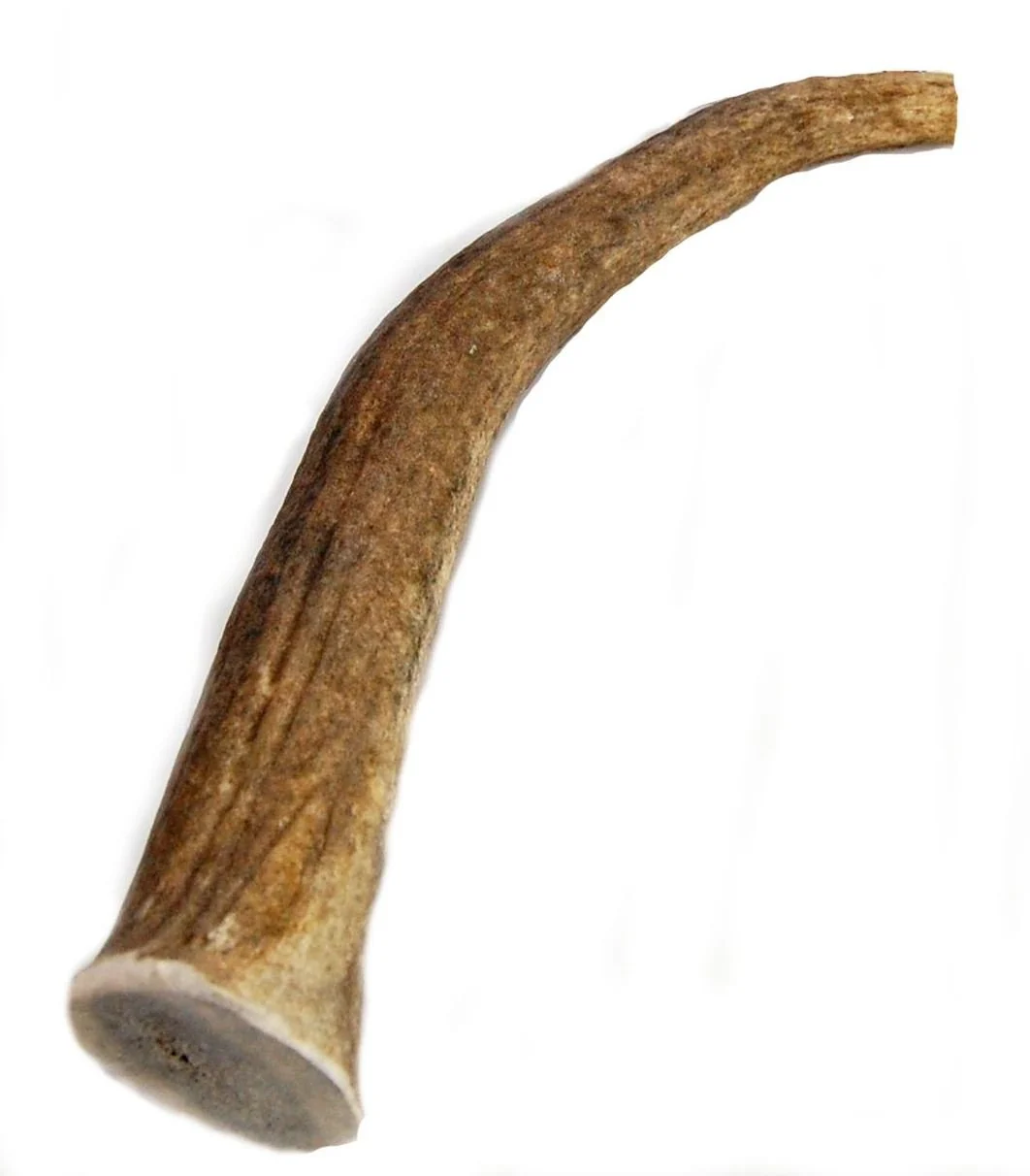 Verified Big Dog Antler Chews Elk Antler Dog Chew - Extra Large Tine 8-12in XL for Large Dogs Sustainable
