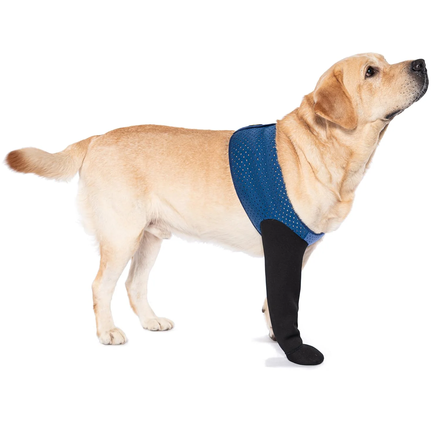 Powerful COODEO Dog Socks for Preventing Licking Paws – Non-Slip Healing Boots Waterproof Paw Protectors Blue 2XL Original